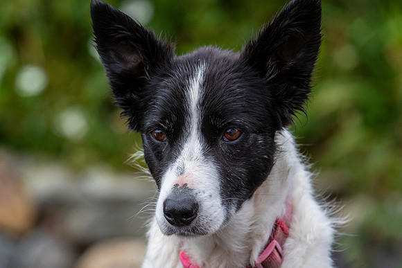 Sheep dog herding KAC1482