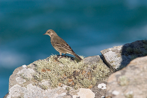 Rock pipit Anthus petrosus KAC10053
