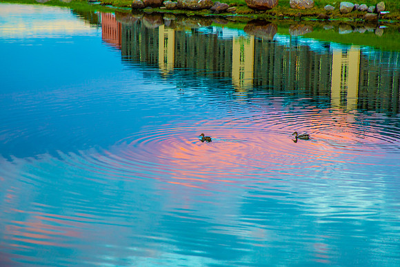 Ducks in Reflection KAC2635
