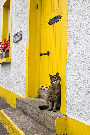 Domestic cat Ireland KAC807355