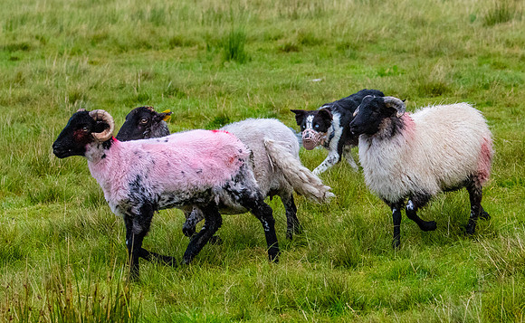 Sheep dog herding KAC2143