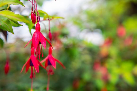 fuchsia blooms KAC2041
