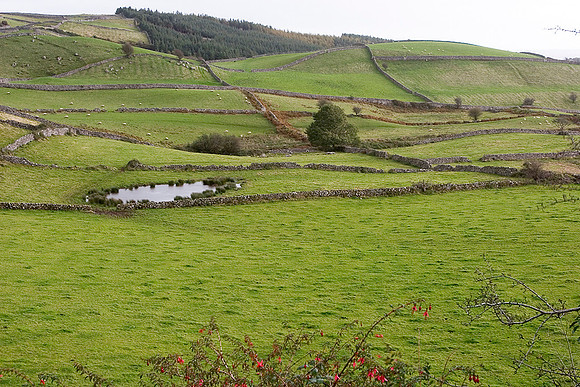 Green fields with rock walls KAC100512