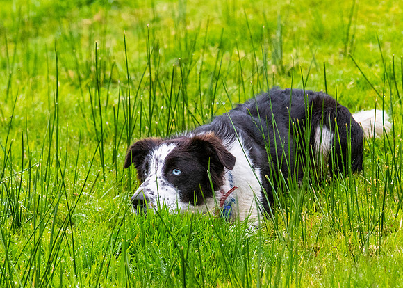 sheep dog herding KAC2618