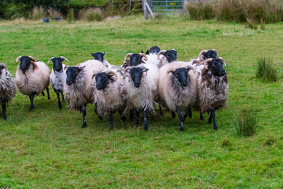 Sheep dog herding KAC1558