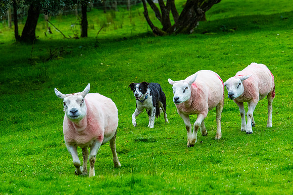 Sheep dog herding KAC2603