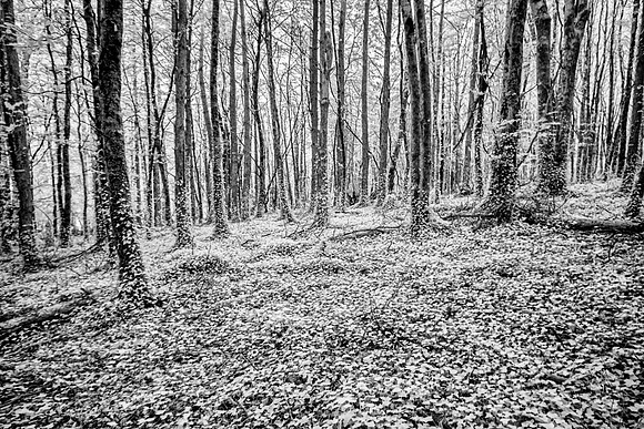 Infrared Ireland Vegetation KAC5511NikBW