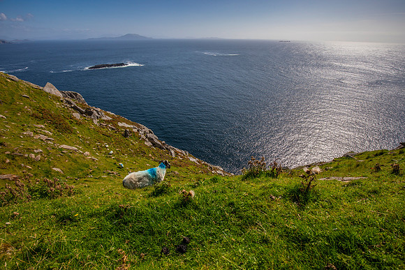 Sheep Ireland KAC2781