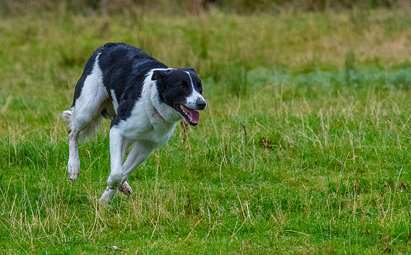 Sheep dog herding KAC2405