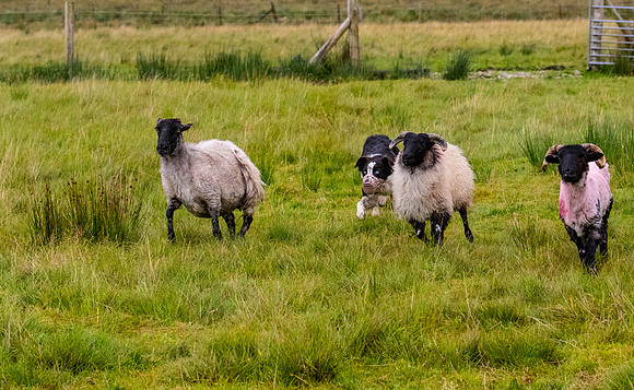 Sheep dog herding KAC2156