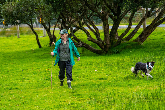 Sheep dog herding KAC2582