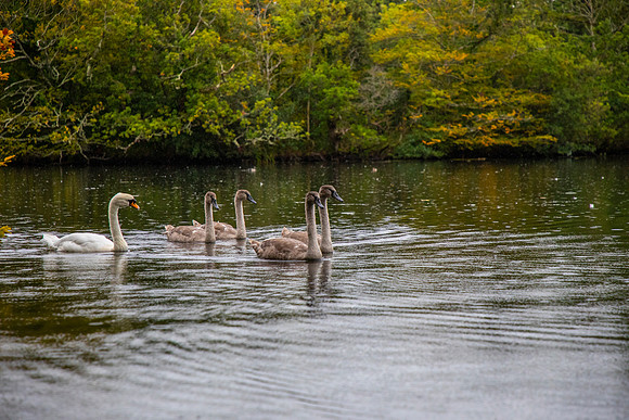 Mute Swan KAC2628