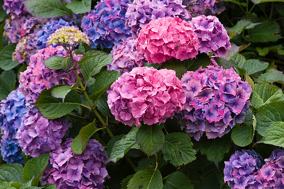 Hydrangea in bloom KAC807430