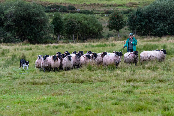 Sheep dog herding KAC1538