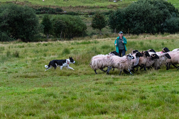 Sheep dog herding KAC1543