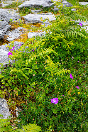 The Burrens Ireland KAC0219