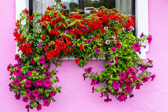 Window box Ireland KAC2056