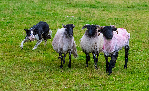 Sheep dog herding KAC2181