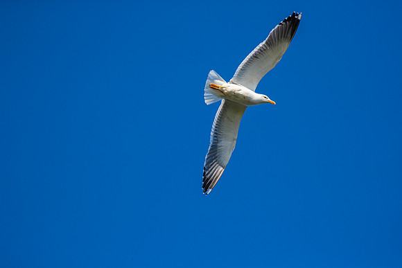 Lesser black-backed gull KAC8537
