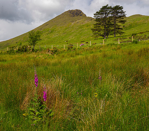 Foxgloves Ireland KAC6785