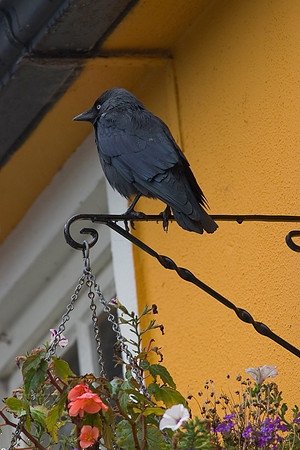 Jackdaw Corvus monedula KAC100516