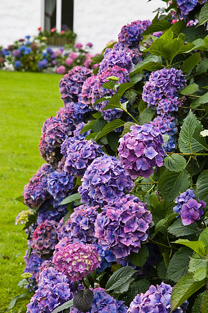 Hydrangea in bloom KAC807427