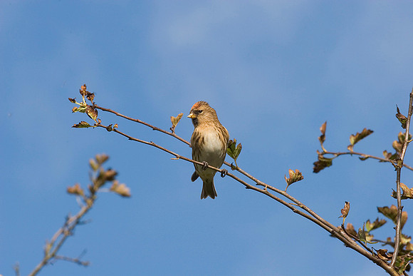 Redpoll Carduelis flammea KAC10051