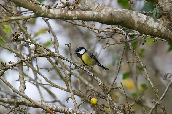 Great tit Parus major KAC10059