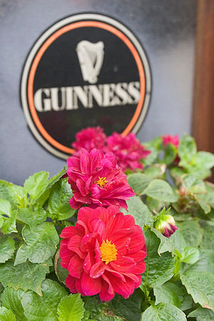 Guiness sign with daliha KAC10052