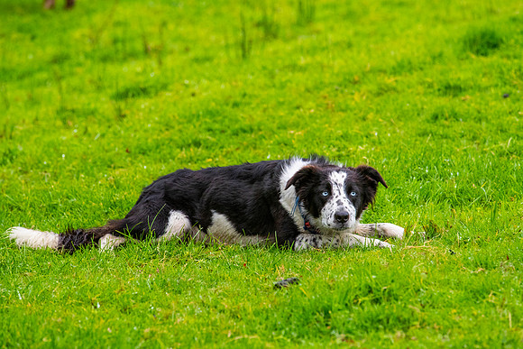 Sheep dog herding KAC2615
