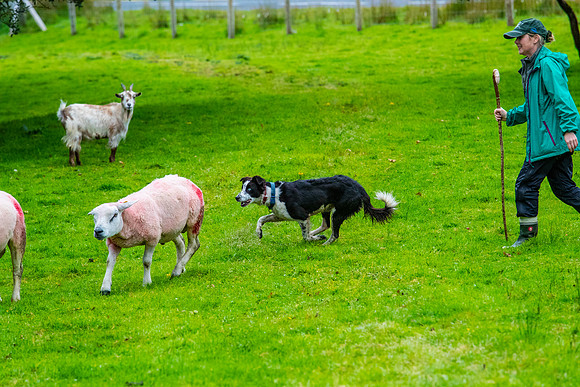 Sheep dog herding KAC2585