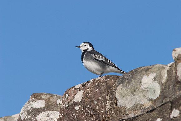 Pied wagtail Motacilla alba yarrellii KAC100531