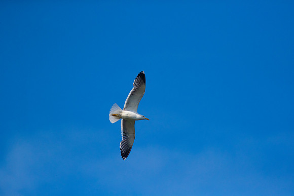 Lesser black-backed gull KAC8534