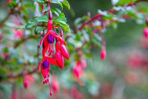 fuchsia blooms KAC2043