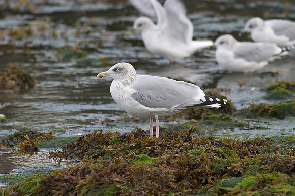Herring gull Larus argentatus KAC100515
