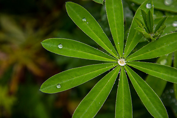 Lupine with water drop KAC1066