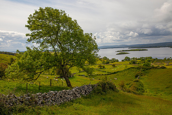 Green fields rock walls KAC5945