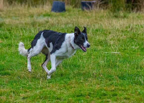 Sheep dog herding KAC2411