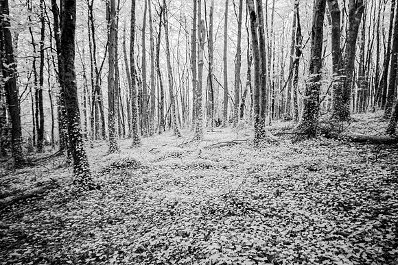 Infrared Ireland Vegetation KAC5511