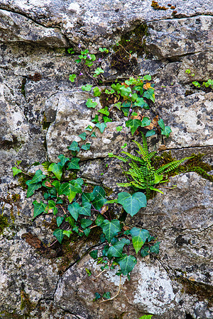 Rock Wall Vegetation KAC0897