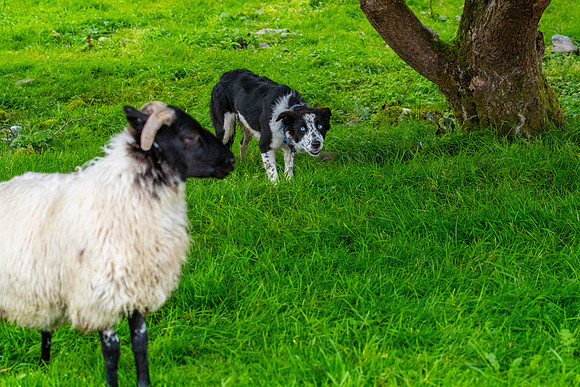 Sheep dog herding KAC2639
