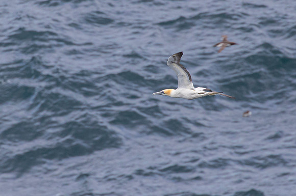 Northern gannet KAC8547