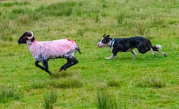 Sheep dog herding KAC2138