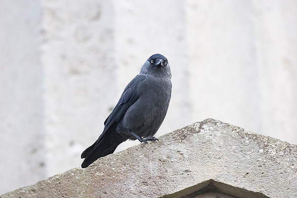 Jackdaw Corvus monedula KAC100513
