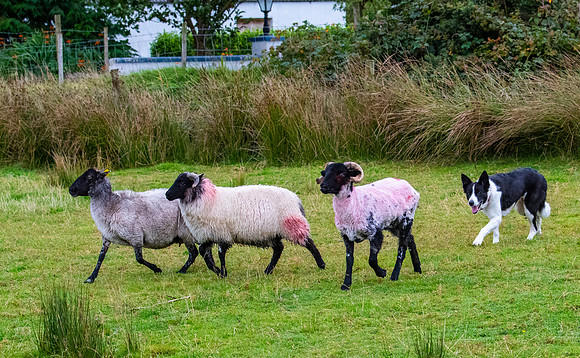 Sheep dog herding KAC2249
