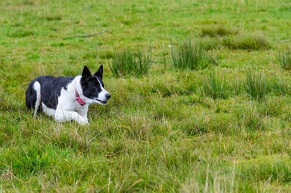 Sheep dog herding KAC2268