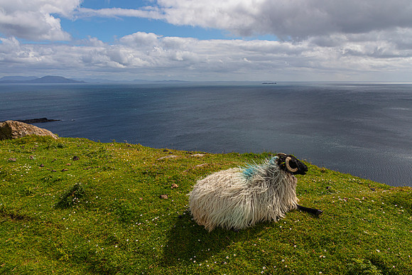 Black-faced mountain sheep KAC6641