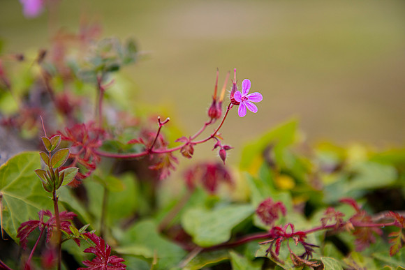 Herb-Robert Bloom KAC6397
