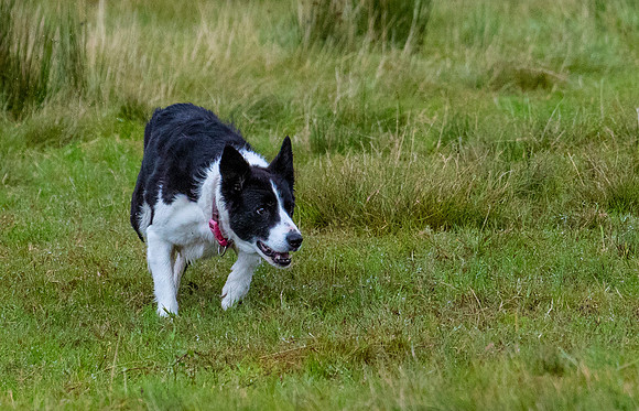 Sheep dog herding KAC2116