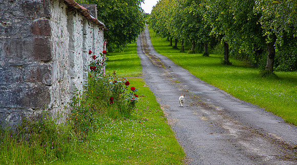 Irish cottage KAC5570